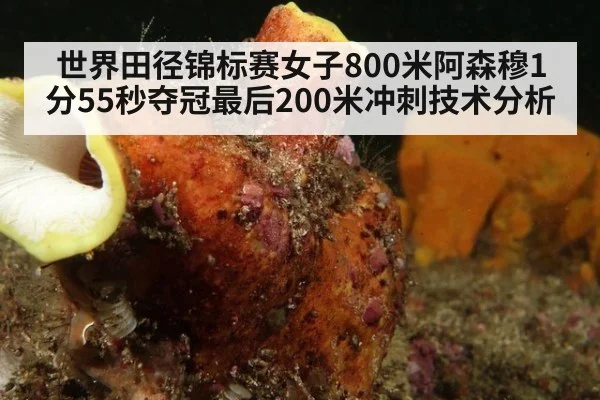 世界田径锦标赛女子800米阿森穆1分55秒夺冠最后200米冲刺技术分析